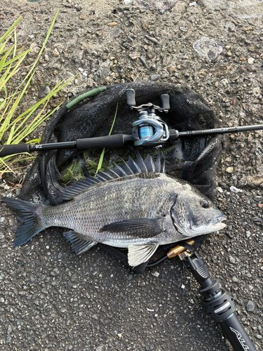 チヌの釣果