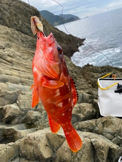 アカハタの釣果