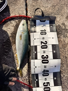 ハマチの釣果