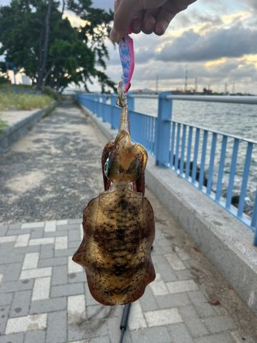 赤坂海岸