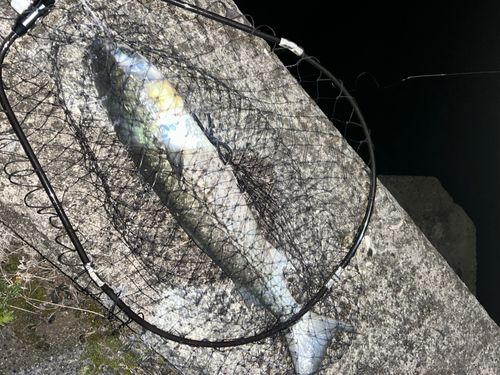 ボラの釣果