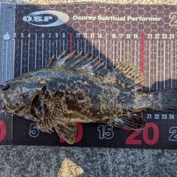 タケノコメバル