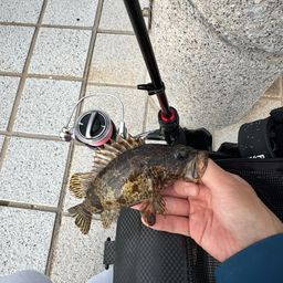 タケノコメバル