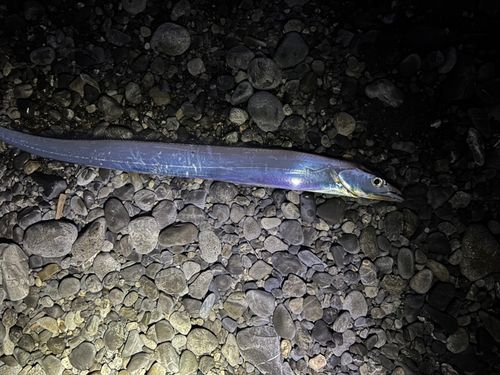 タチウオの釣果
