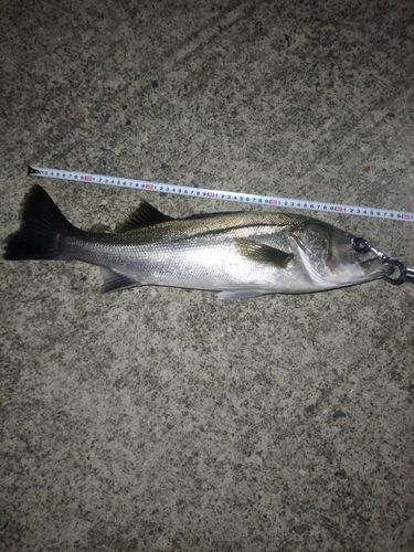 セイゴ（マルスズキ）の釣果
