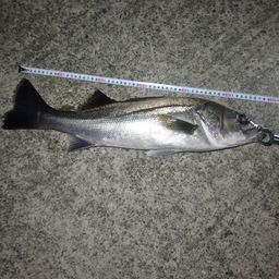 セイゴ（マルスズキ）