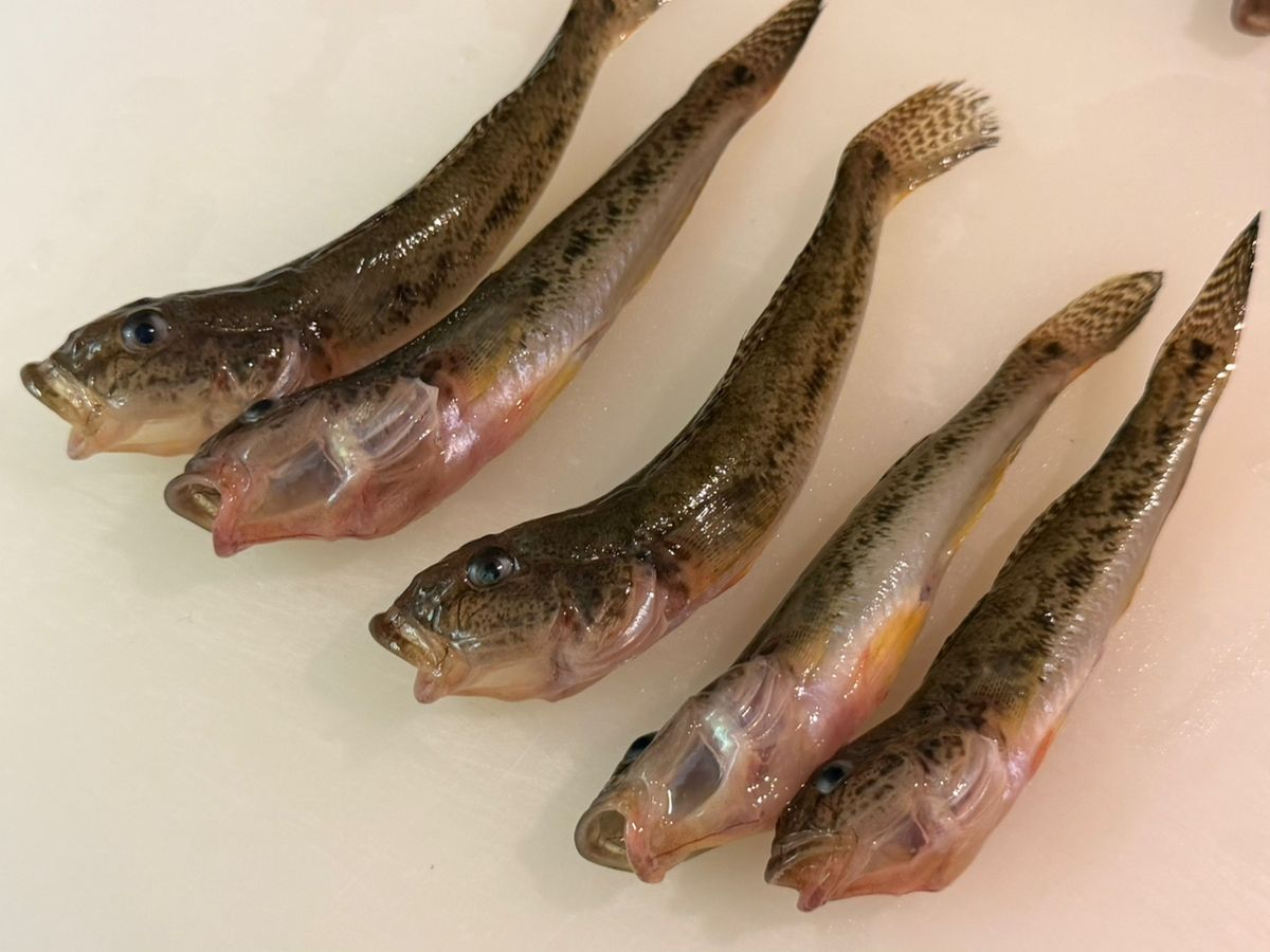 🌸慶次さんの釣果 3枚目の画像