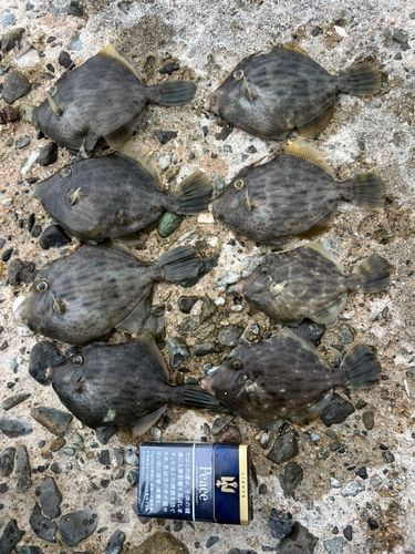 カワハギの釣果