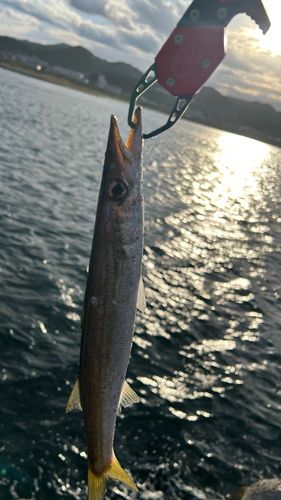 カマスの釣果