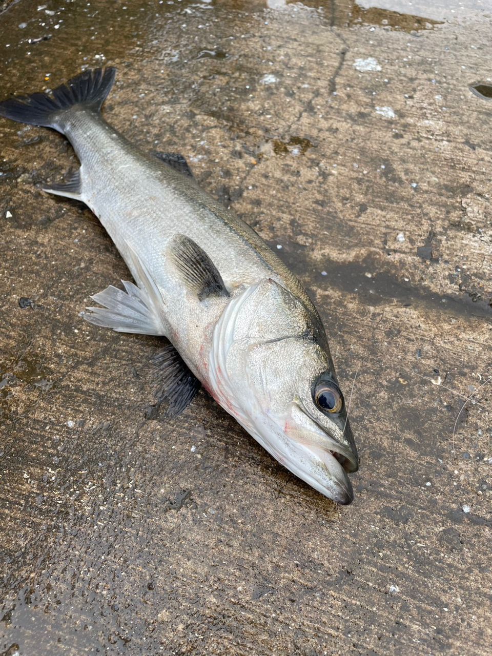 フッコ（マルスズキ）