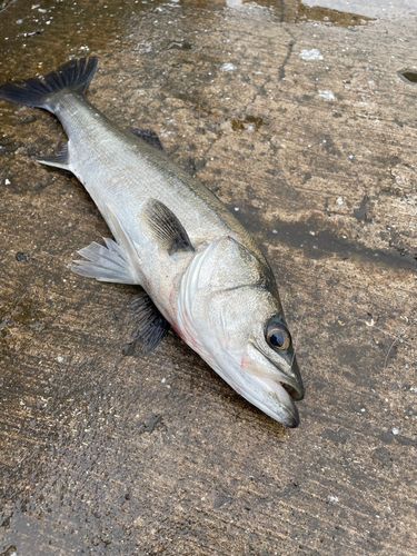フッコ（マルスズキ）の釣果