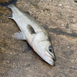 フッコ（マルスズキ）