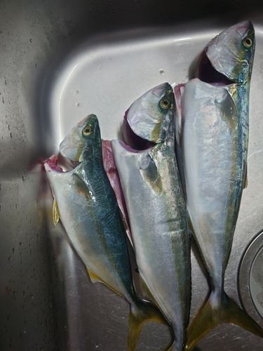 ワカシの釣果
