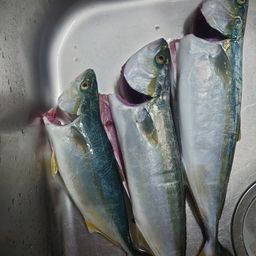 ワカシ