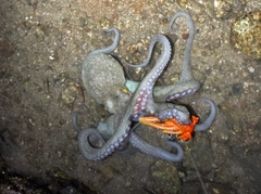 タコの釣果