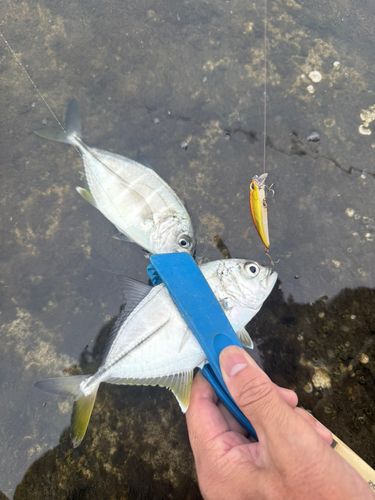 メッキの釣果