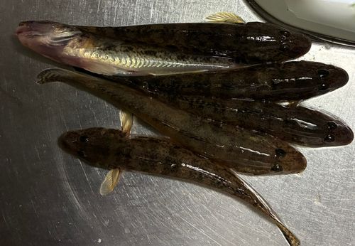 ハゼの釣果