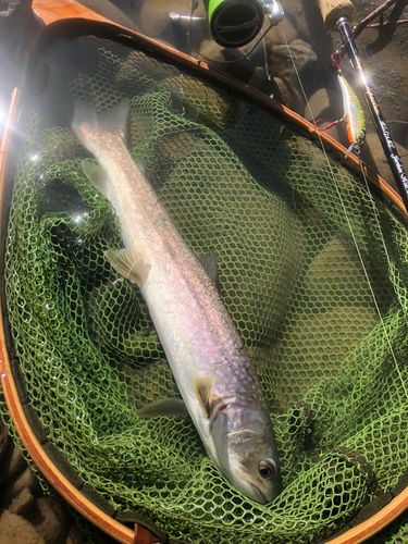 イワナの釣果