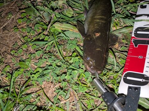 ナマズの釣果