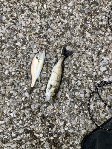 イシモチの釣果