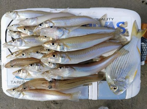 シロギスの釣果