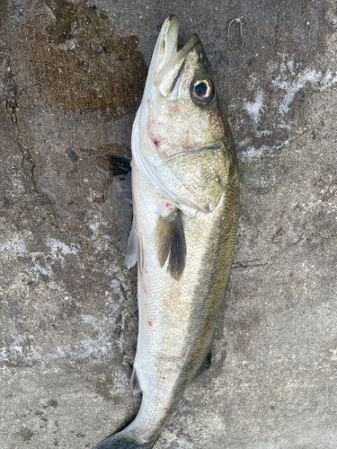 マルスズキの釣果