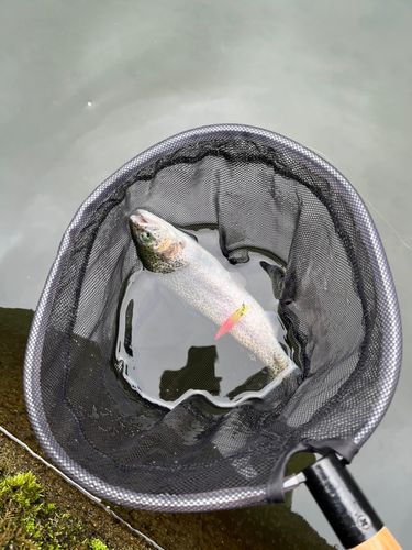ニジマスの釣果