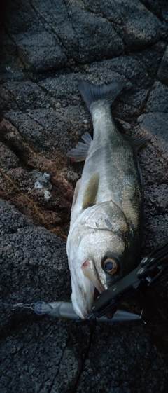 フッコ（マルスズキ）の釣果