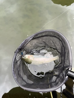 ニジマスの釣果