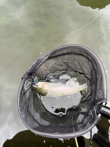 ニジマスの釣果
