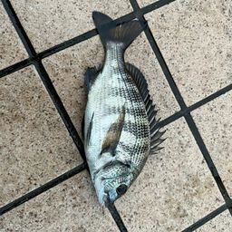 チヌ