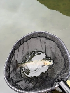 ニジマスの釣果