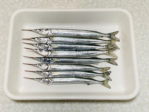 サヨリの釣果