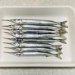 サヨリ