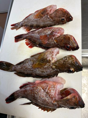 カサゴの釣果