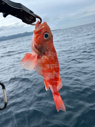 ユメカサゴの釣果
