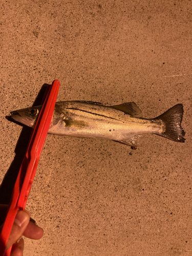 セイゴ（マルスズキ）の釣果
