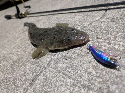 マゴチの釣果