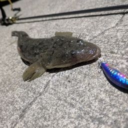 マゴチ