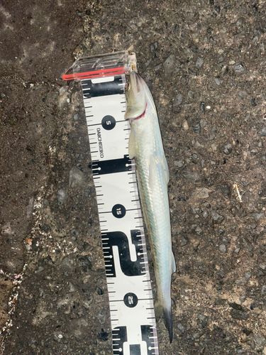 エソの釣果