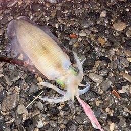 アオリイカ