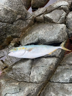 フクラギの釣果