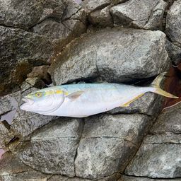 フクラギ