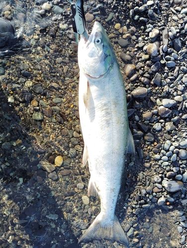 アキアジの釣果