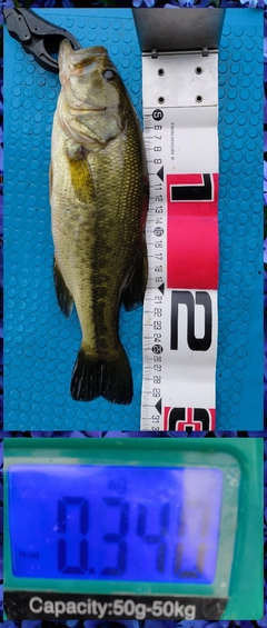 ラージマウスバスの釣果