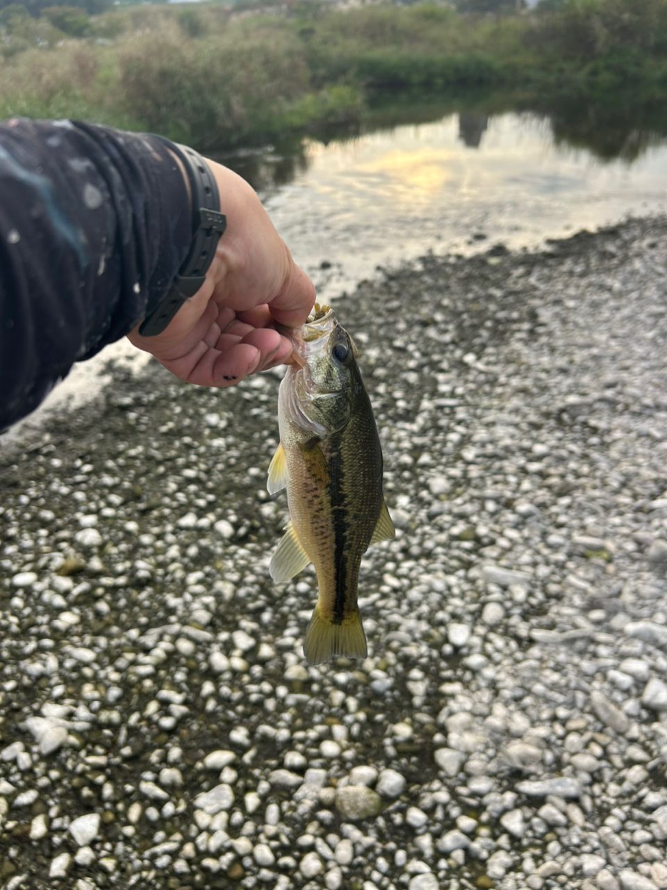 ラージマウスバス