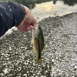 ラージマウスバス