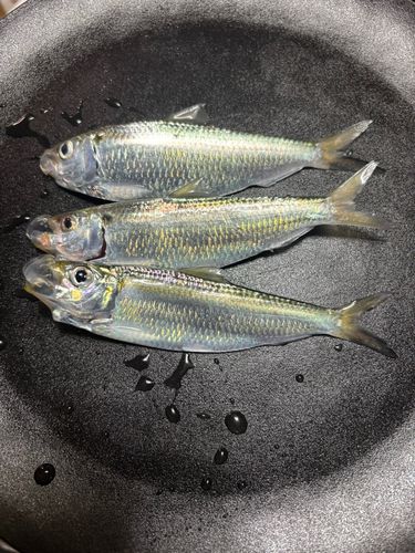 サッパの釣果