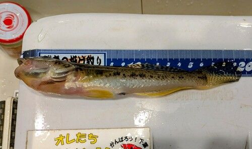 マハゼの釣果