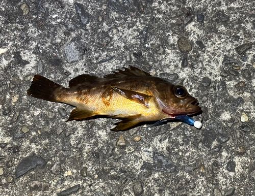 メバルの釣果